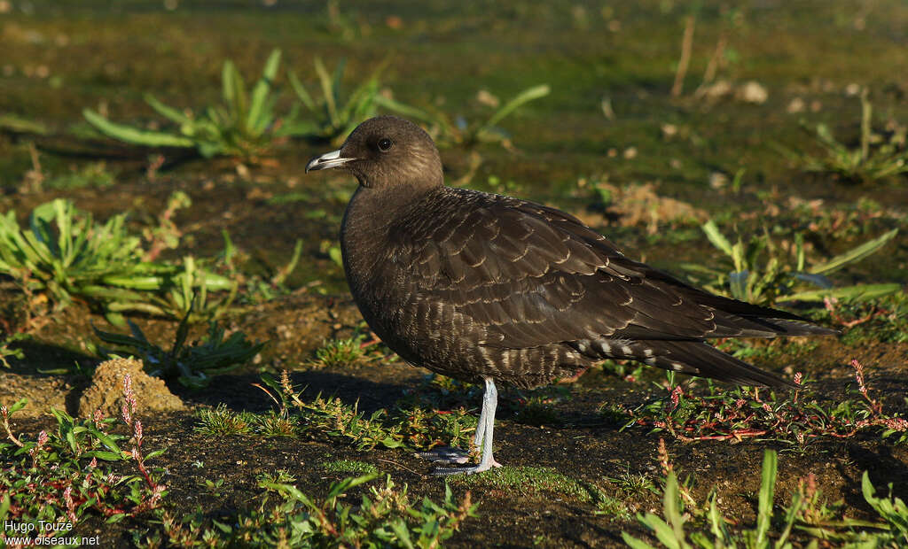 Long-tailed Jaegerjuvenile, identification