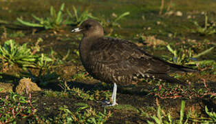 Long-tailed Jaeger