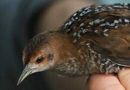 Baillon's Crake