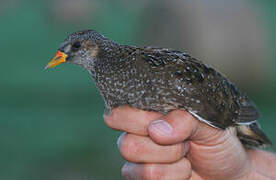 Spotted Crake