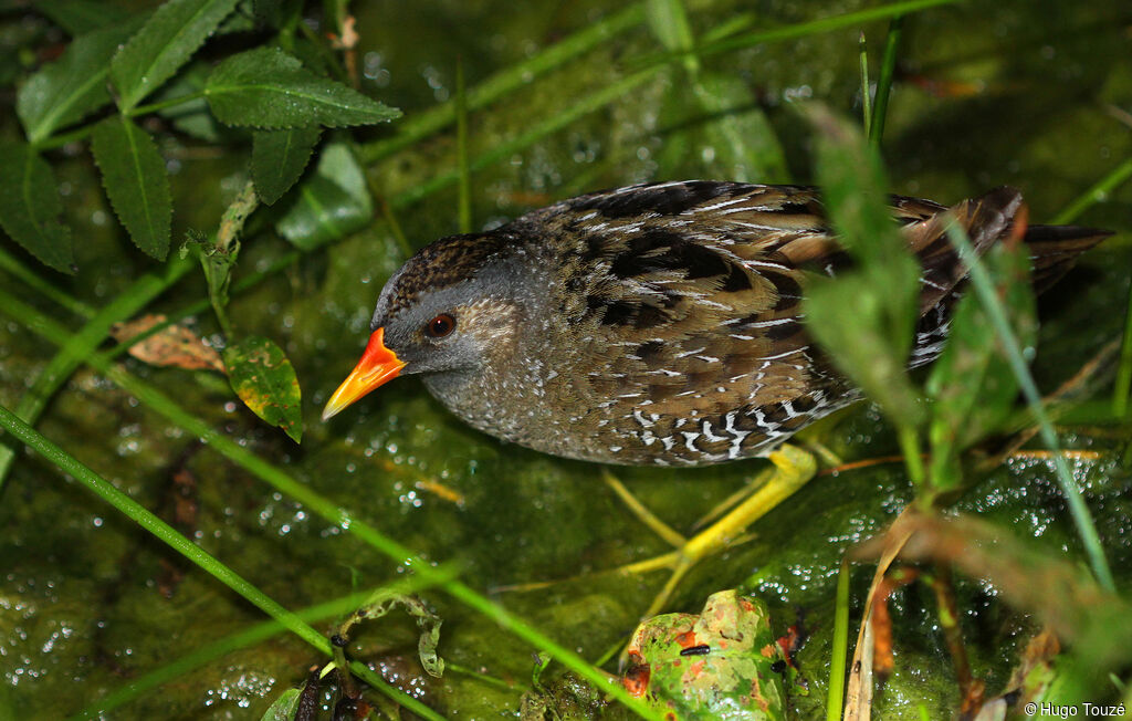 Spotted Crake male adult, song