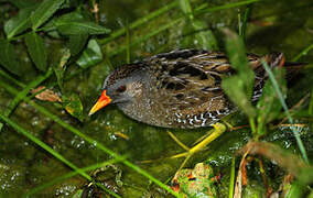 Spotted Crake