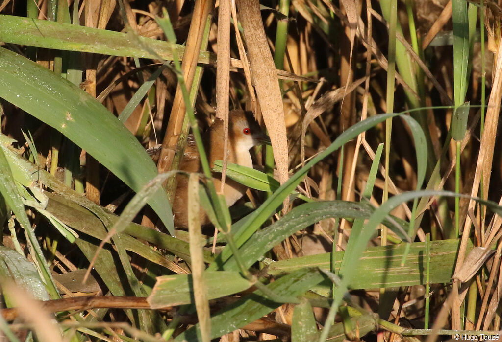 Little Crake female