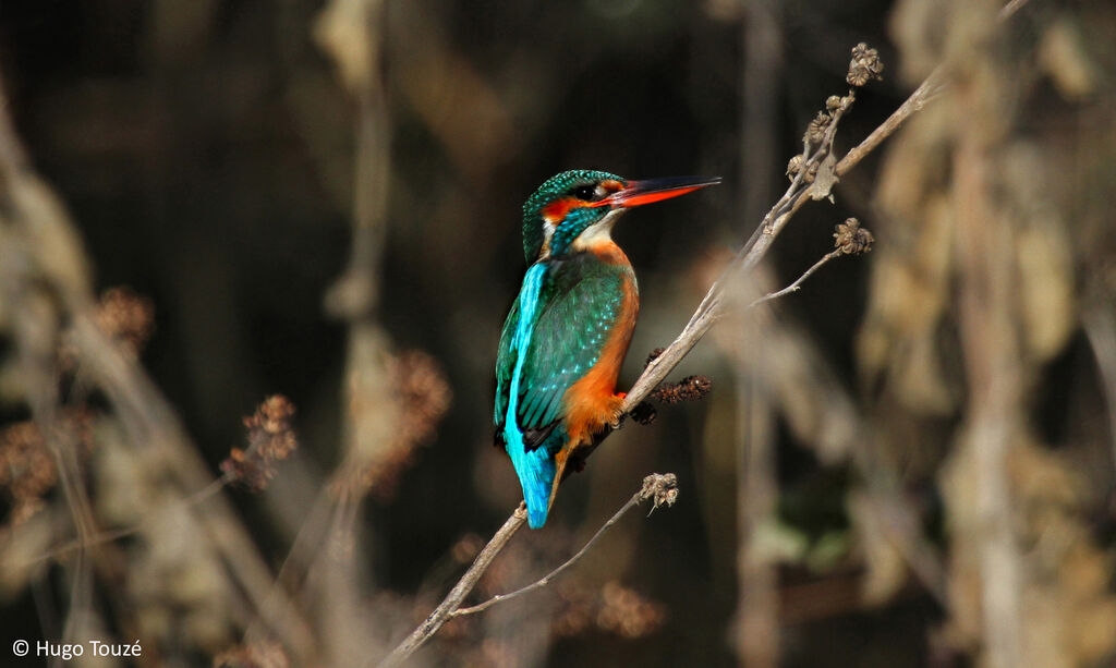 Common Kingfisher female