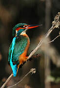 Common Kingfisher