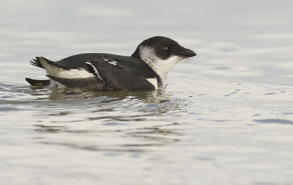 Little Auk