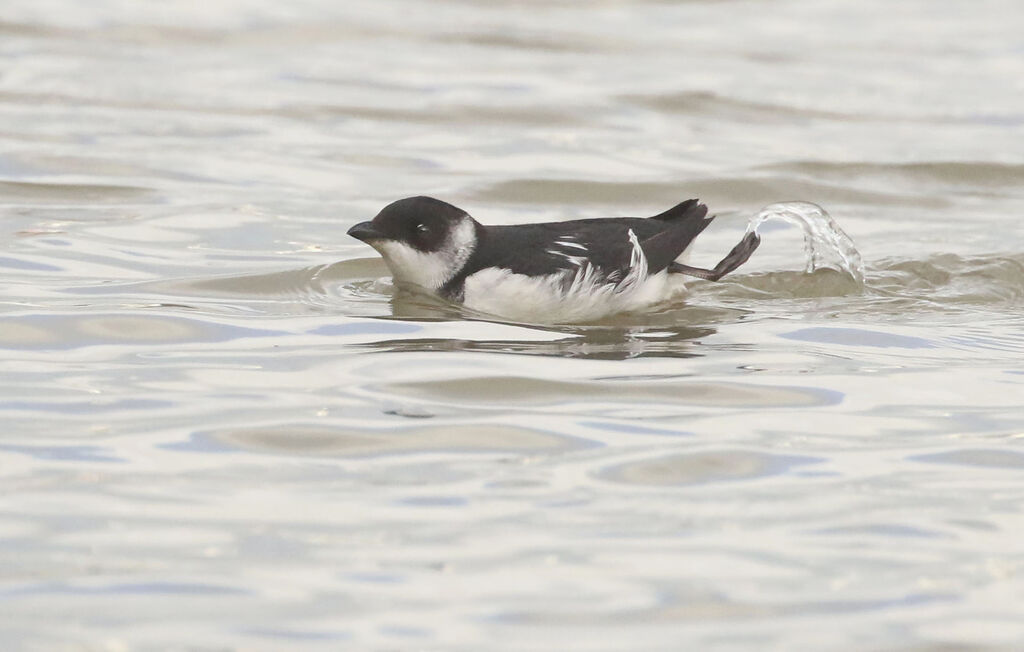 Little Auk