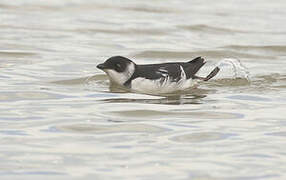 Little Auk