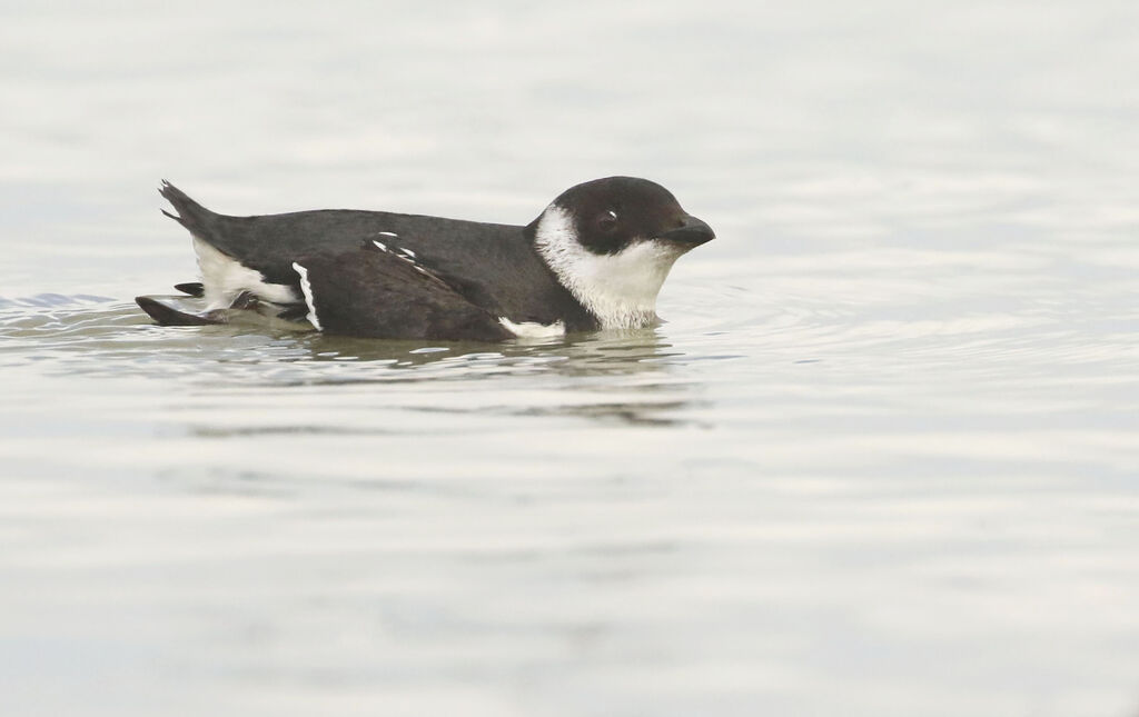 Little Auk