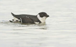 Little Auk