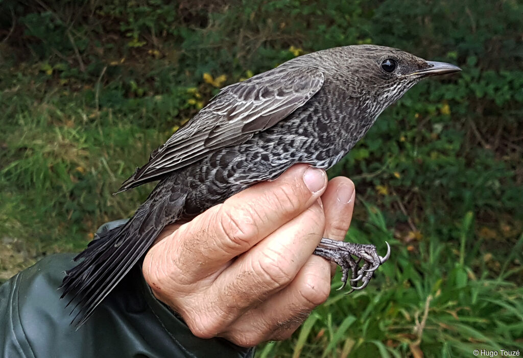 Merle à plastron femelle 1ère année