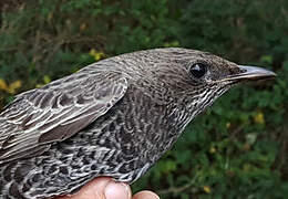 Ring Ouzel