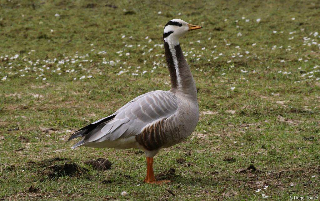 Bar-headed Goose