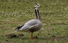 Bar-headed Goose