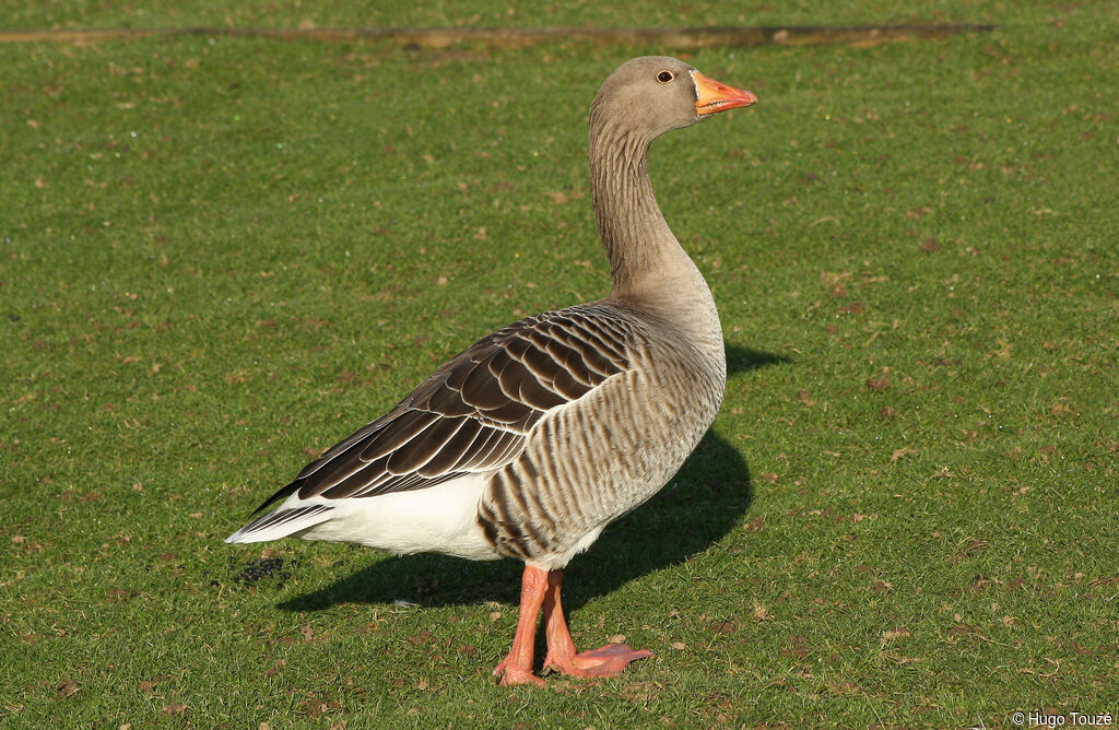 Greylag Gooseadult, identification