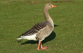 Greylag Goose