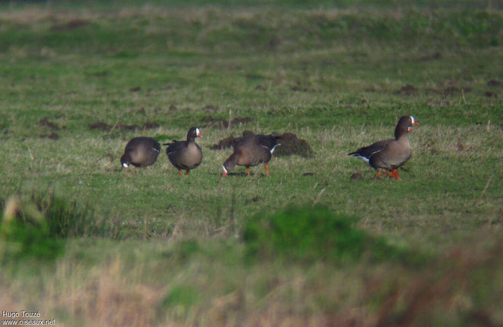 Lesser White-fronted Gooseadult, habitat, pigmentation, walking, eats