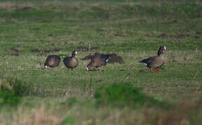 Lesser White-fronted Goose