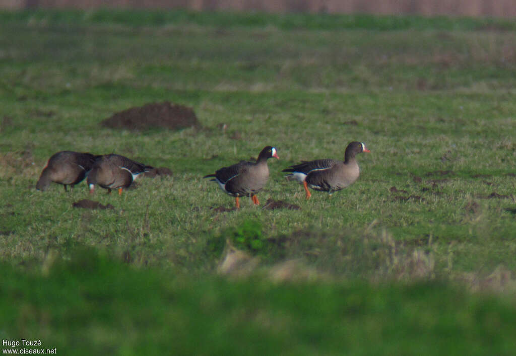 Lesser White-fronted Gooseadult, habitat, pigmentation, walking, eats