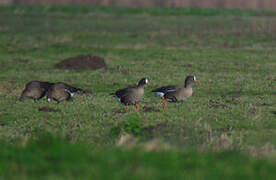 Lesser White-fronted Goose