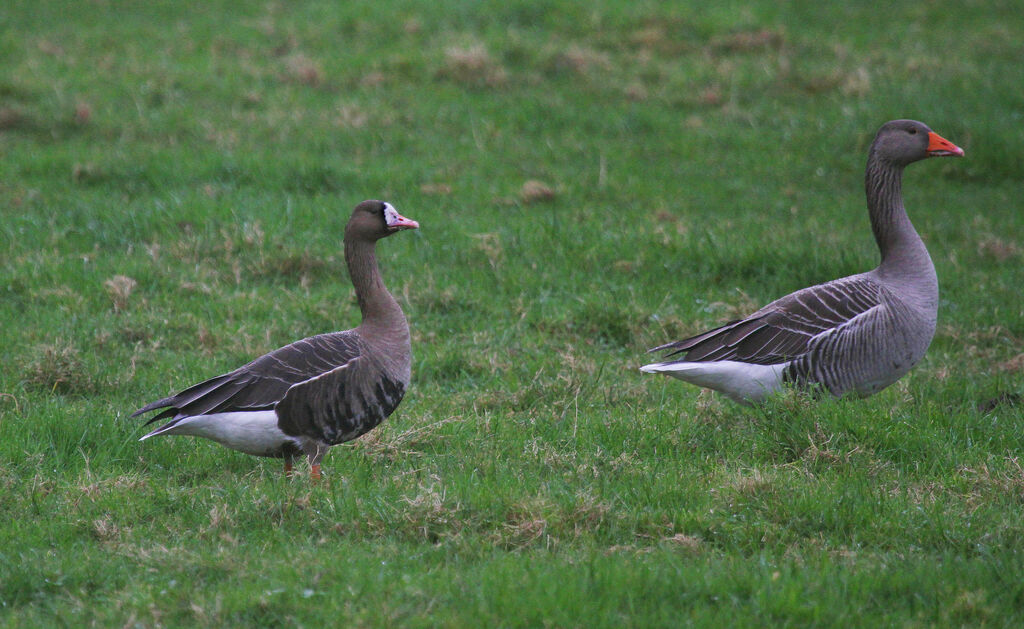 Greater White-fronted Goose