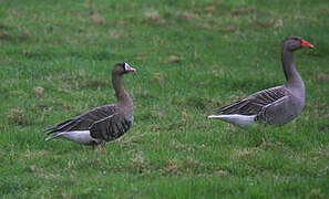 Greater White-fronted Goose