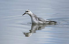 Phalarope à bec large