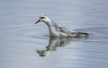 Phalarope à bec large