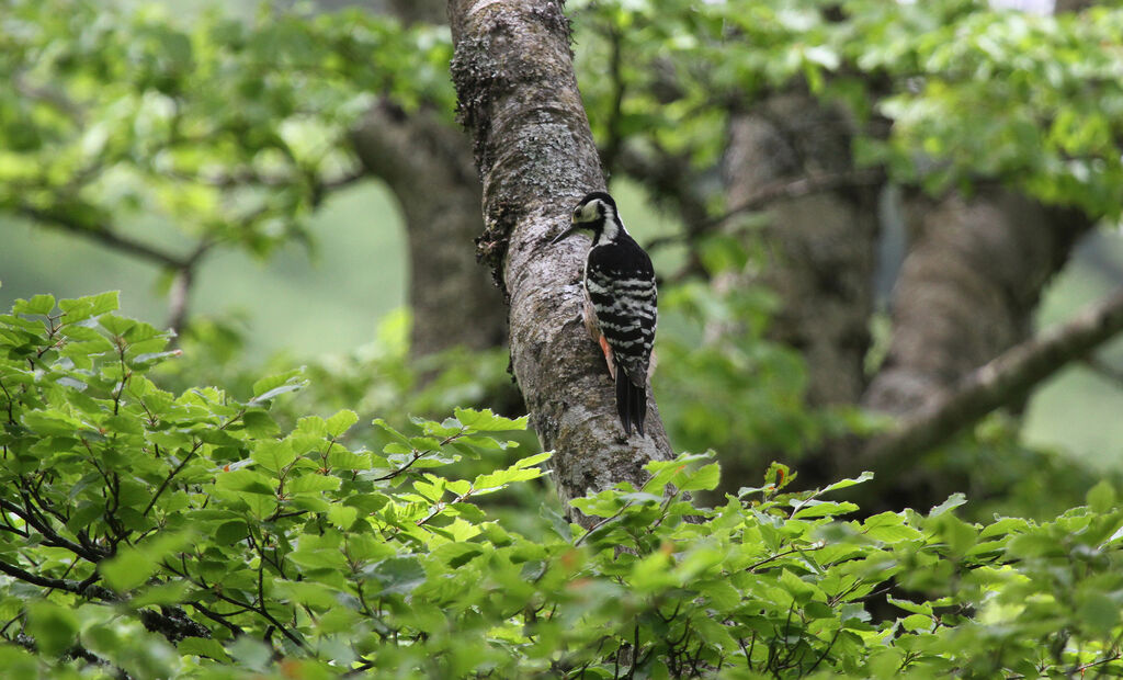 White-backed Woodpecker