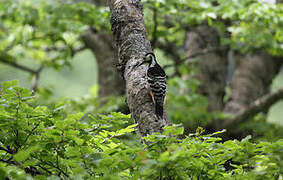 White-backed Woodpecker