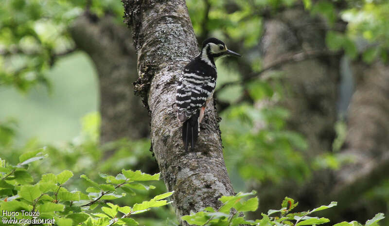 White-backed Woodpecker female adult breeding, identification