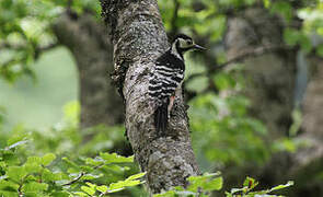 White-backed Woodpecker