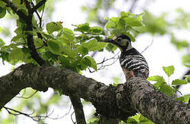 White-backed Woodpecker