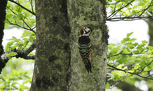 White-backed Woodpecker