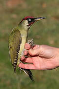 European Green Woodpecker