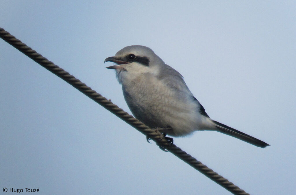 Great Grey ShrikeFirst year, identification