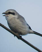 Great Grey Shrike