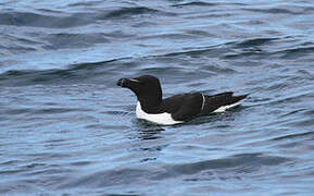 Razorbill