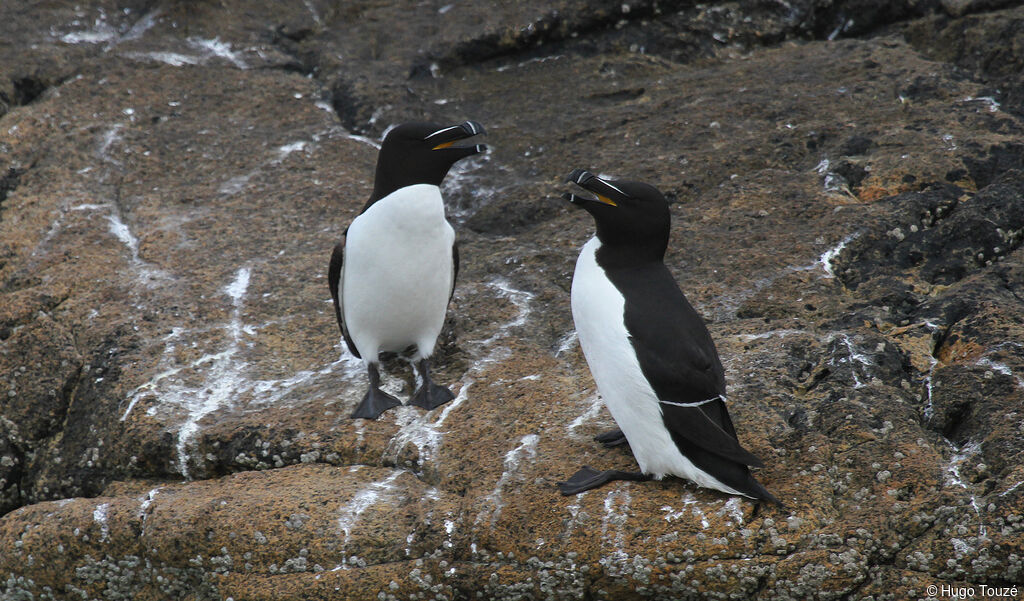 Pingouin tordaadulte