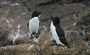 Pingouin torda