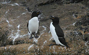 Razorbill