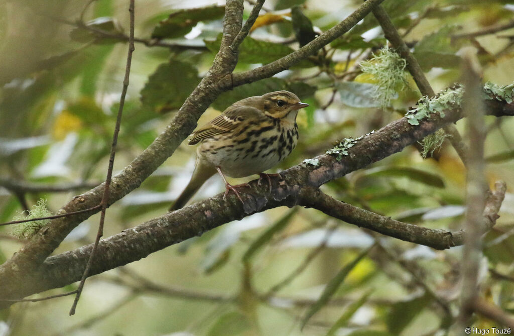 Pipit à dos olive