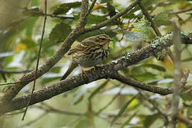 Olive-backed Pipit