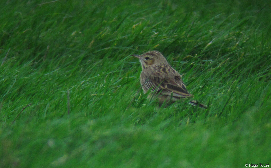 Blyth's Pipit