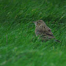 Pipit de Godlewski