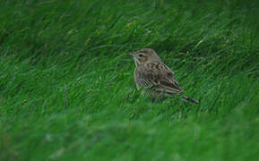 Blyth's Pipit