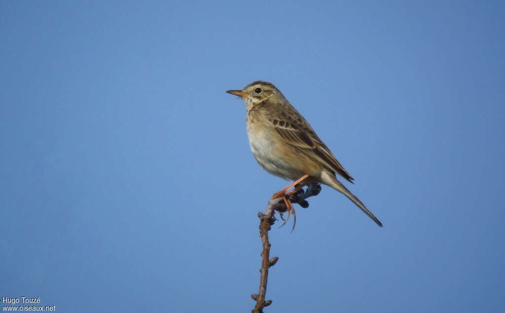 Pipit de Richard, identification, Comportement