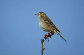 Richard's Pipit