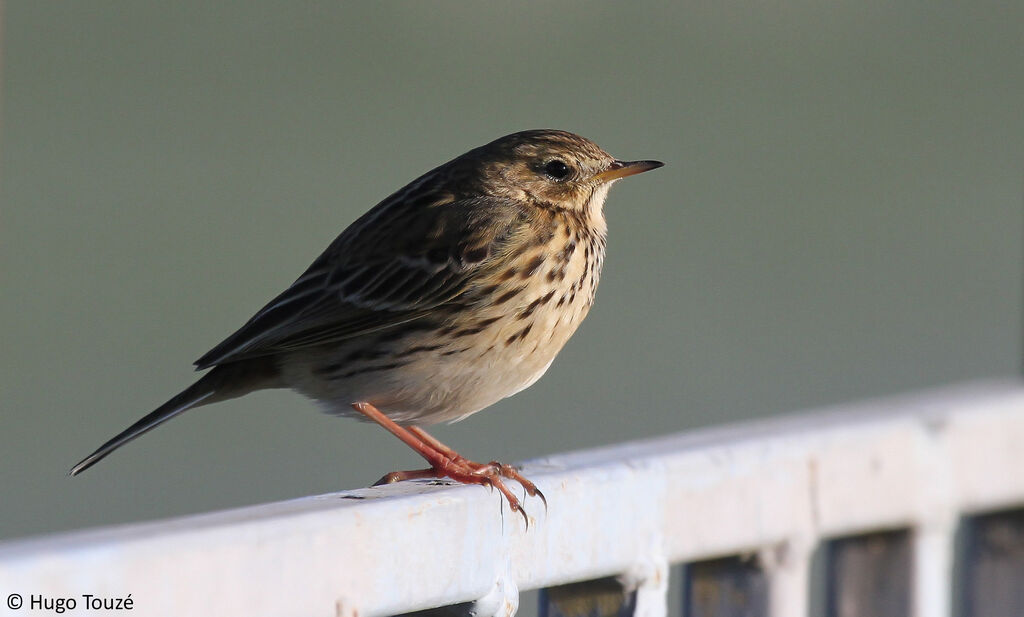 Pipit farlouse