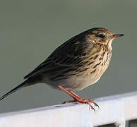 Meadow Pipit